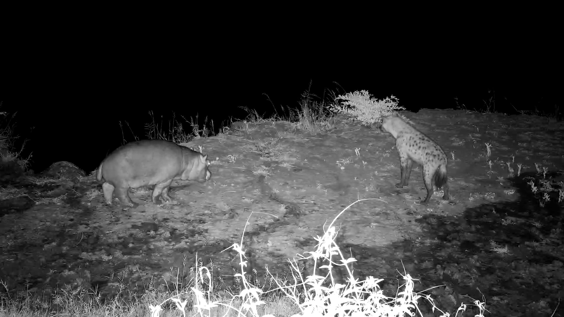 Hyena Targets Lone Baby Hippo