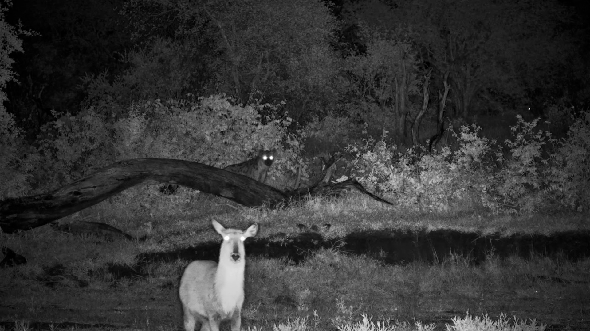 Curious Hyena Watches Waterbuck
