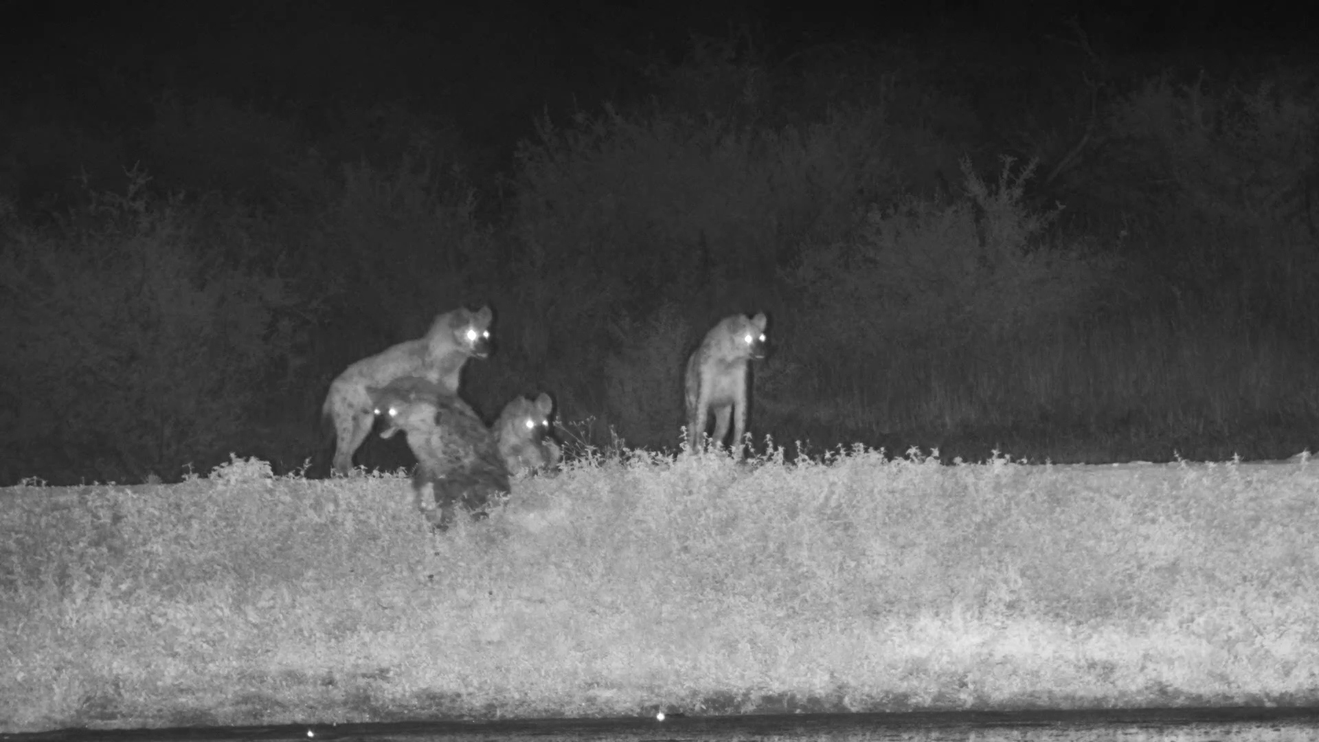 Hyenas Fight in the Dark