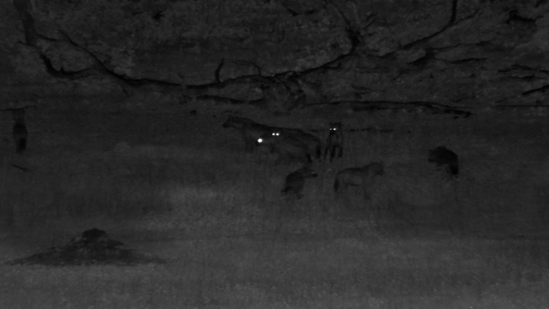 Hyena Clan Gathers at Hwange Safari Lodge