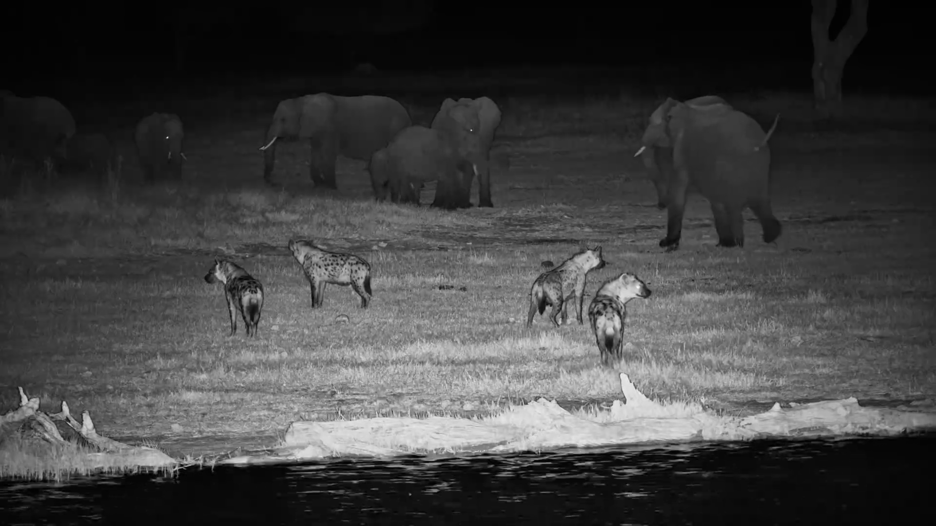 Spotted Hyena Clan Arrives at the Waterhole After Dark