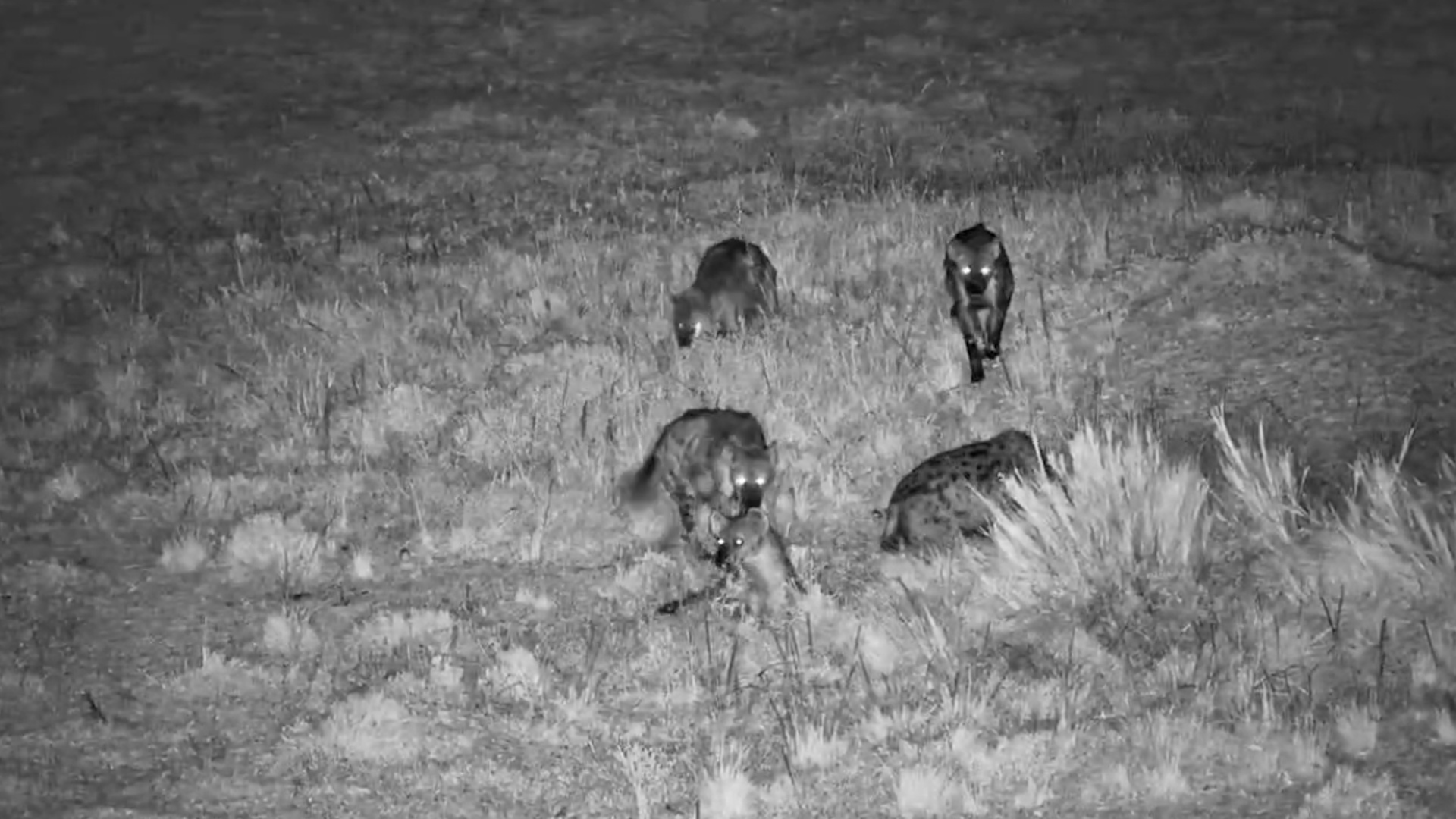 Hyena Clan Takes Over the Grass After Dark