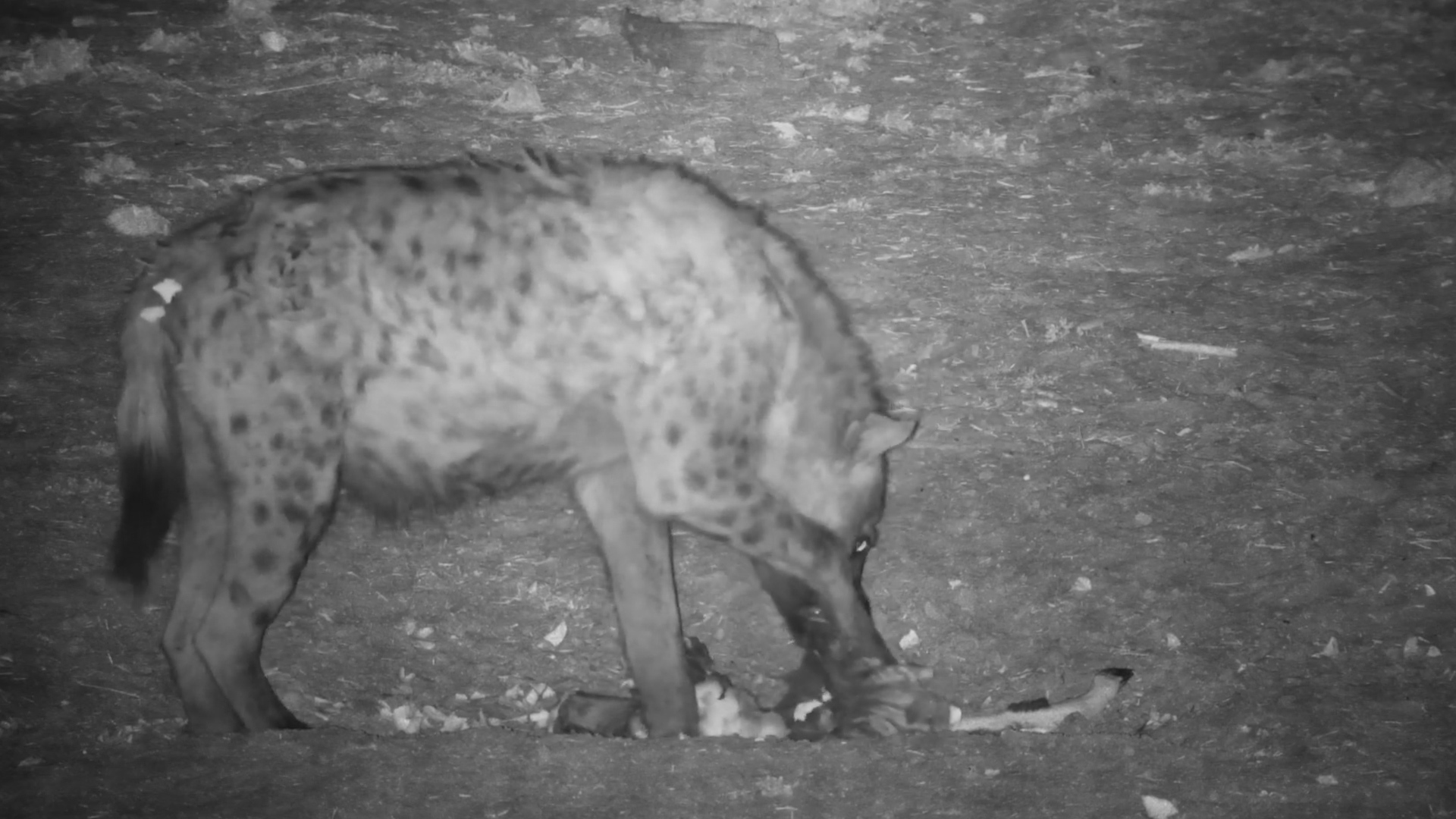 Spotted Hyena Feasts Alone