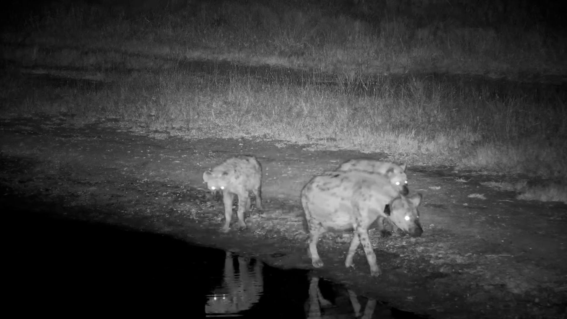 Hyena Cubs Suckle While Mother Relaxes