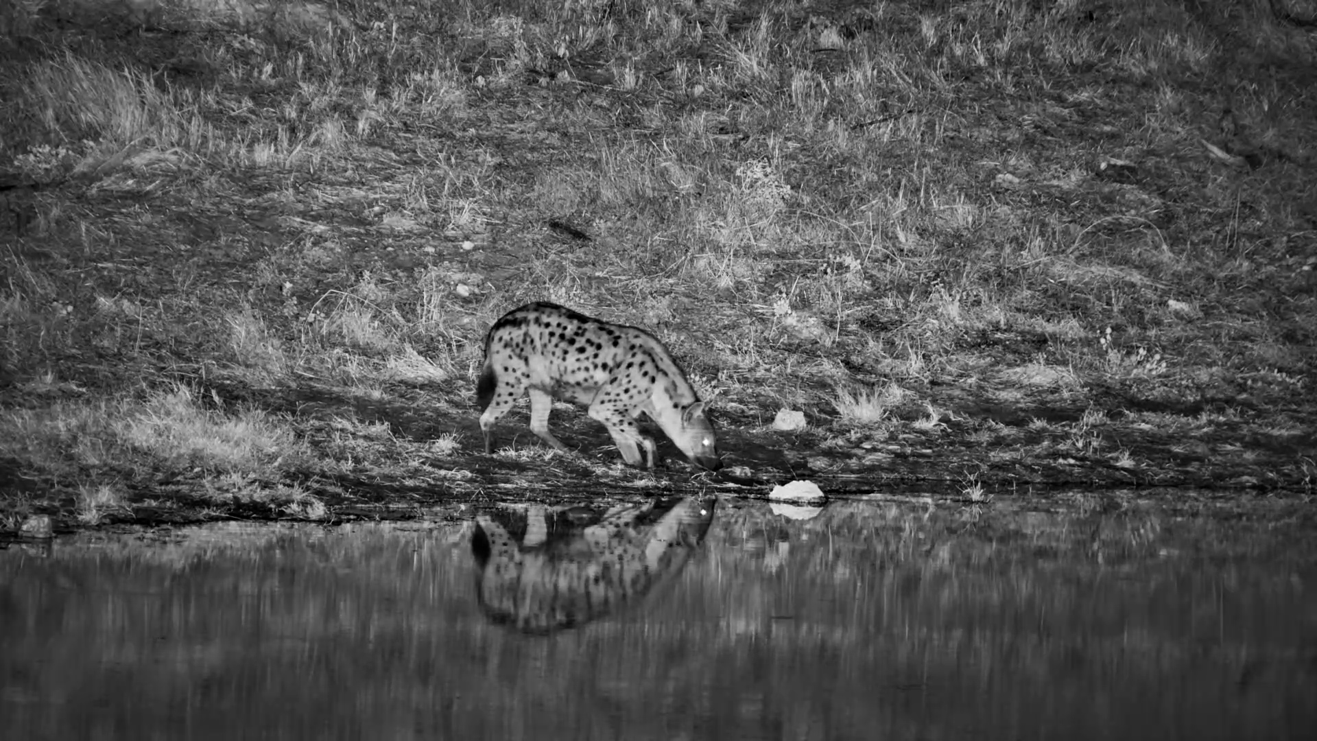 A Lone Hyena Patrolled the Water’s Edge After Dark