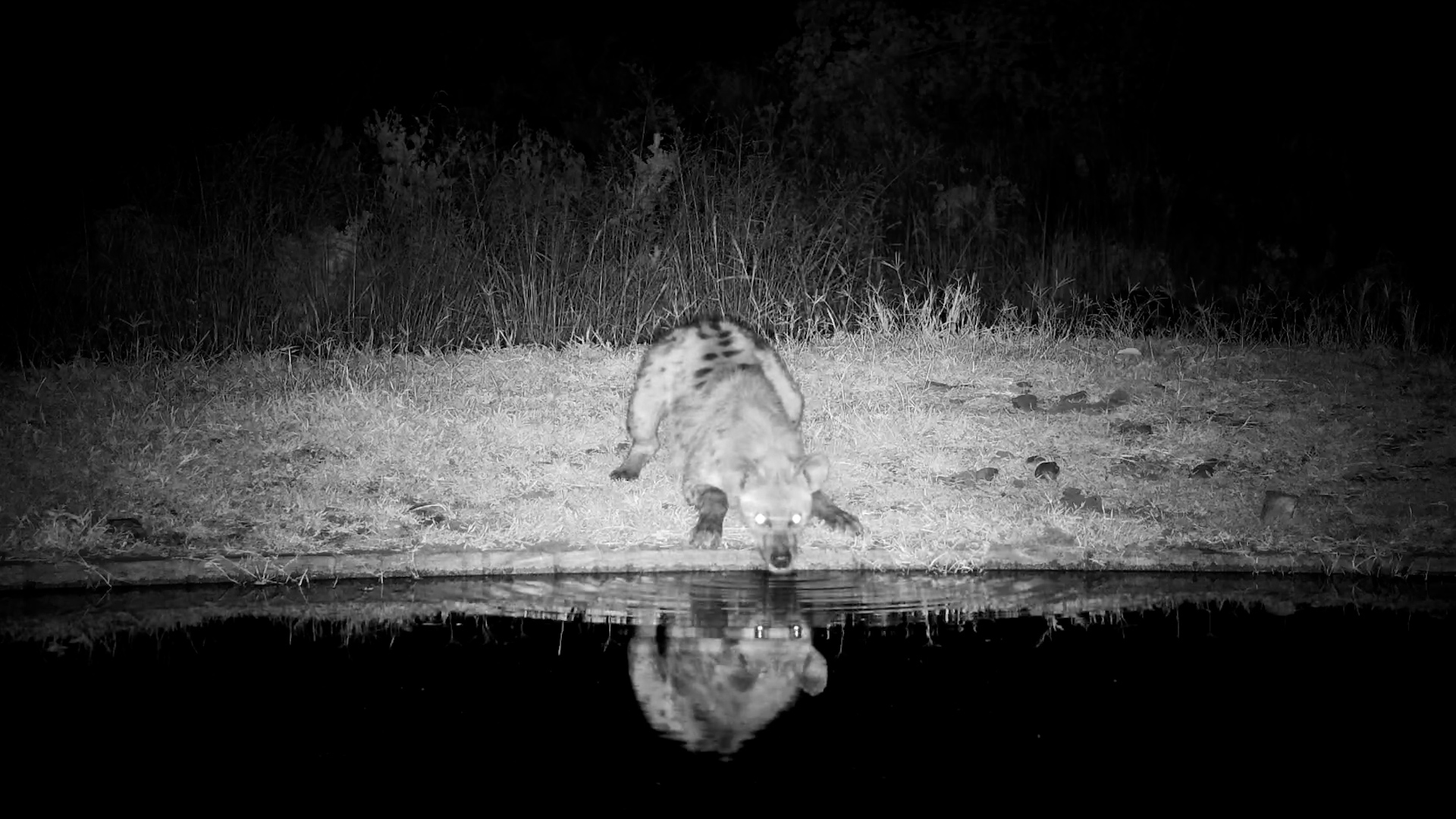 Lone Spotted Hyena Drinks at Serengeti Waterhole
