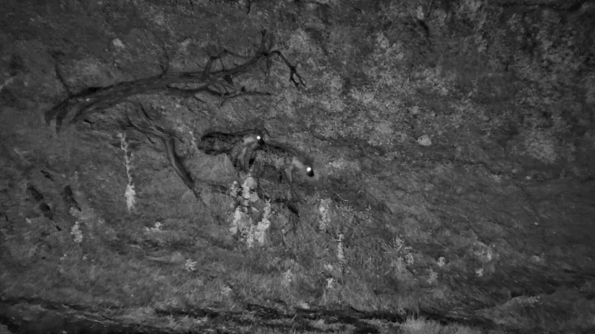 Hyena Pair Sneaking Around