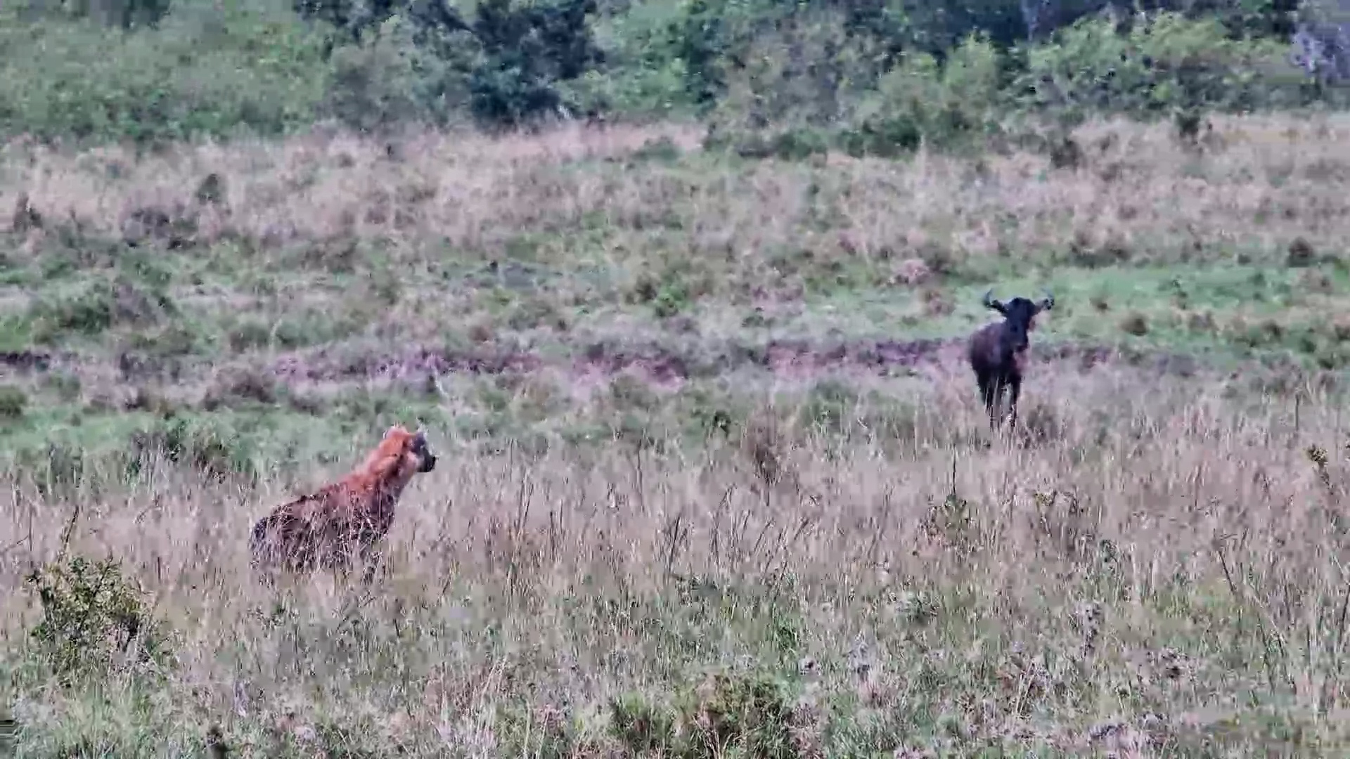 Hyena vs Wildebeest in a Staring Competition