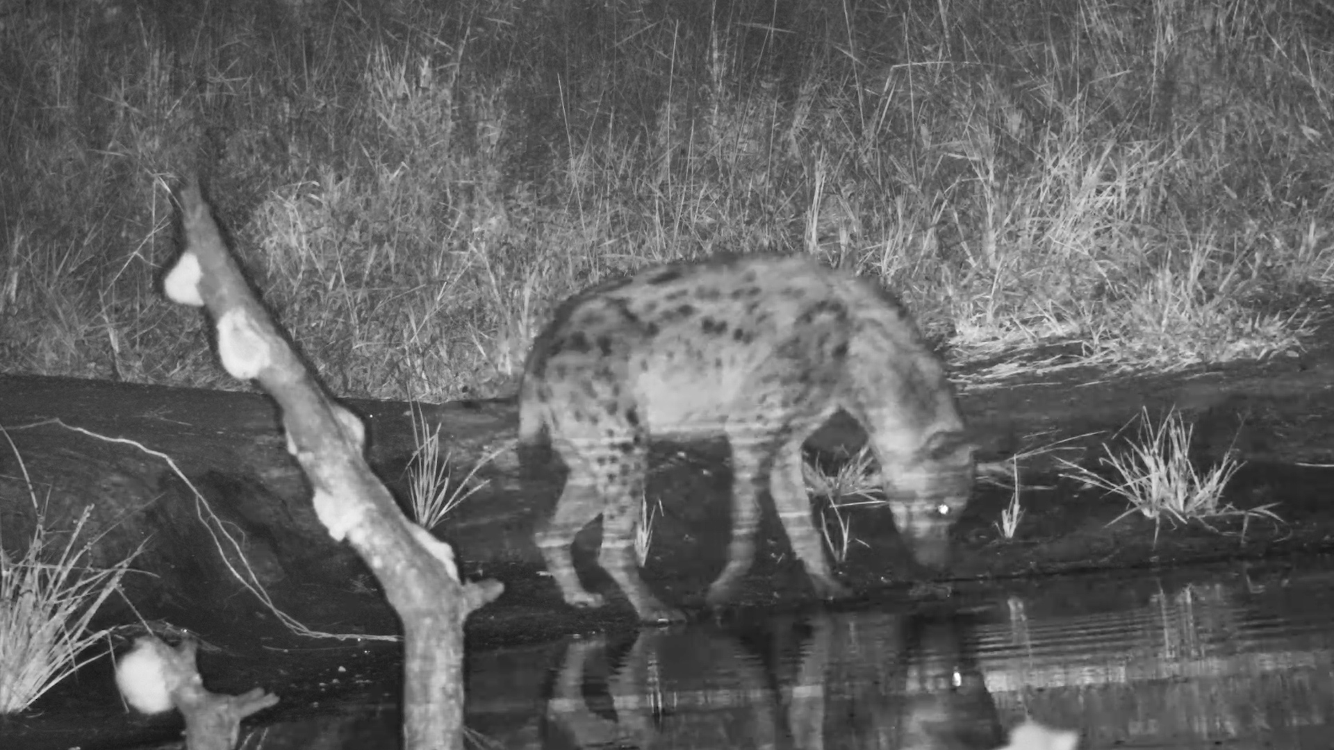 Serondella After Dark: Curious Spotted Hyena