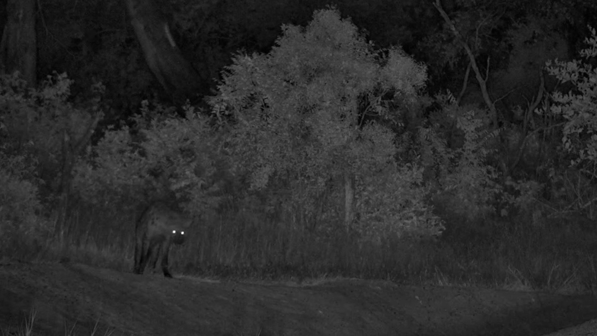 Spotted Hyena Stops By at Simbavati Waterside