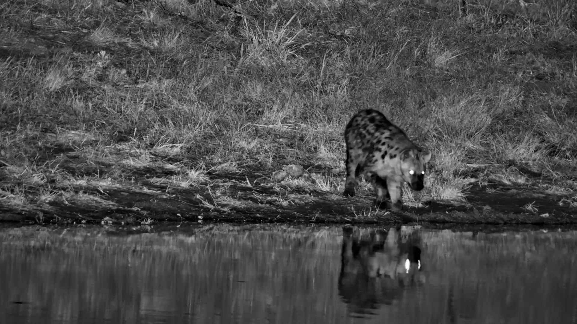 Hyena Investigates the Water’s Edge