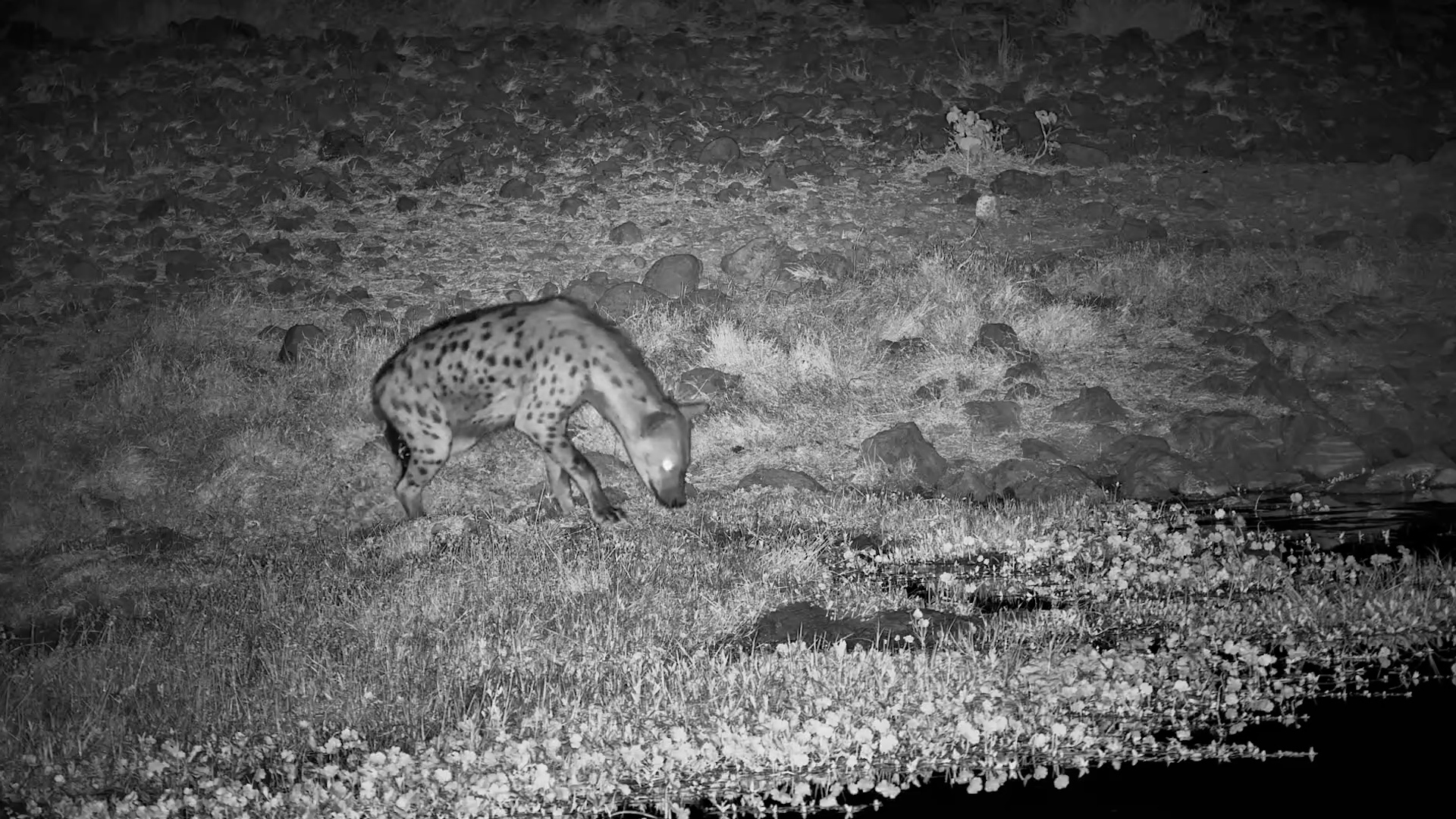 Hyena Has the Waterhole All to Itself