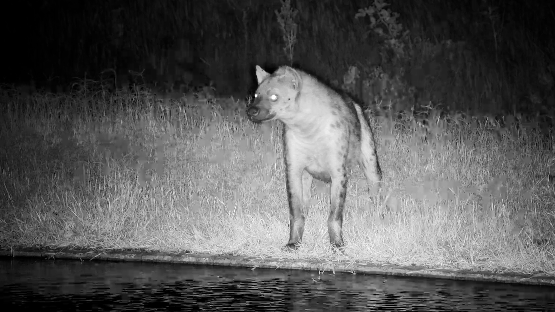 Spotted Hyena’s Quiet Moment in the Serengeti