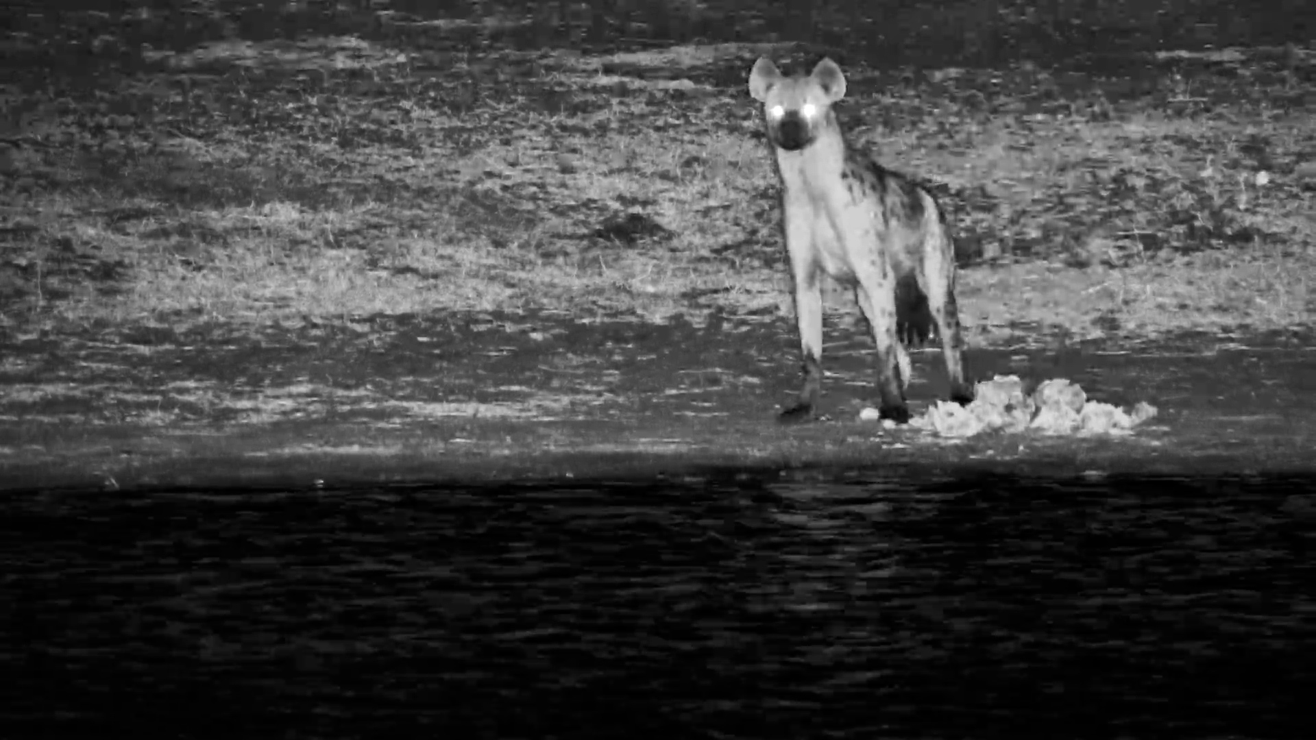 Nervous Spotted Hyena Visits The Hide