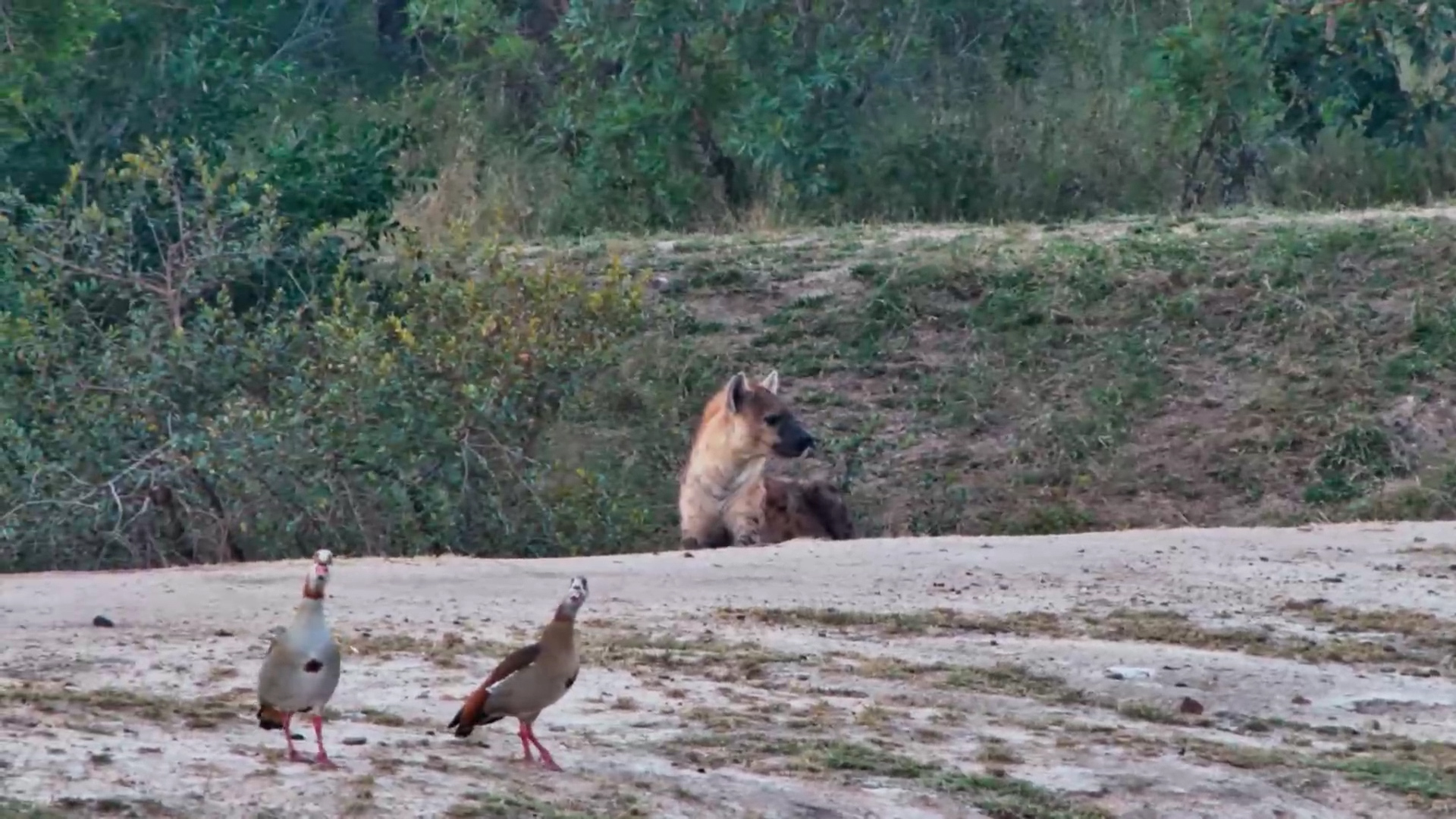 Lone Hyena Came to Inspect the Waterhole