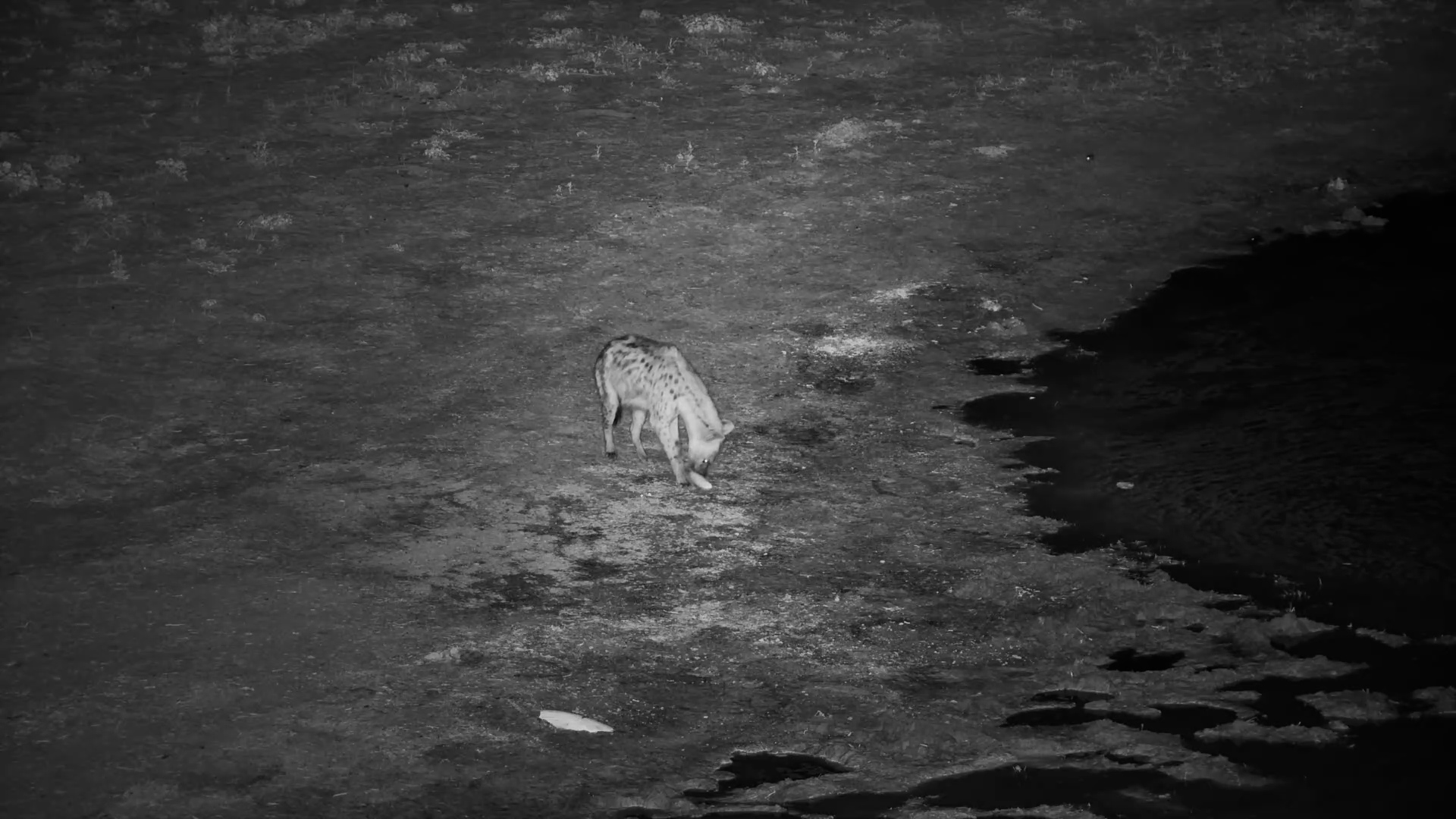 Spotted Hyena Roams Moela Waterhole