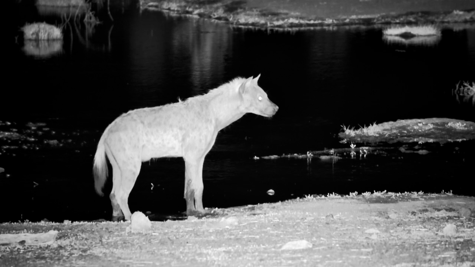 Spotted Hyena Visits Waterhole At Night