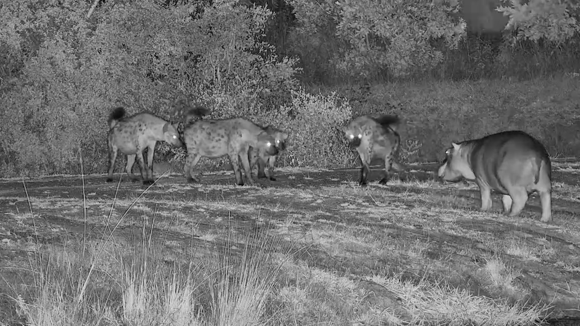 Don’t Mess With Me! Hippo vs. Hyenas
