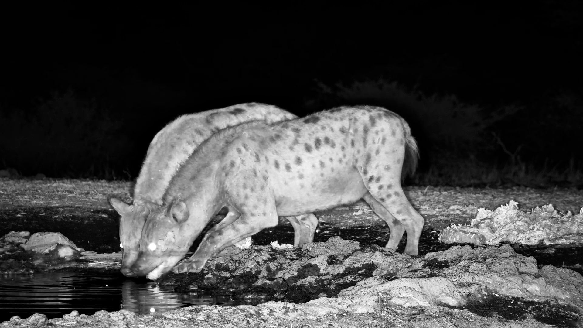 Spotted Duo! Hyenas Stop for a Drink at ol Donyo!