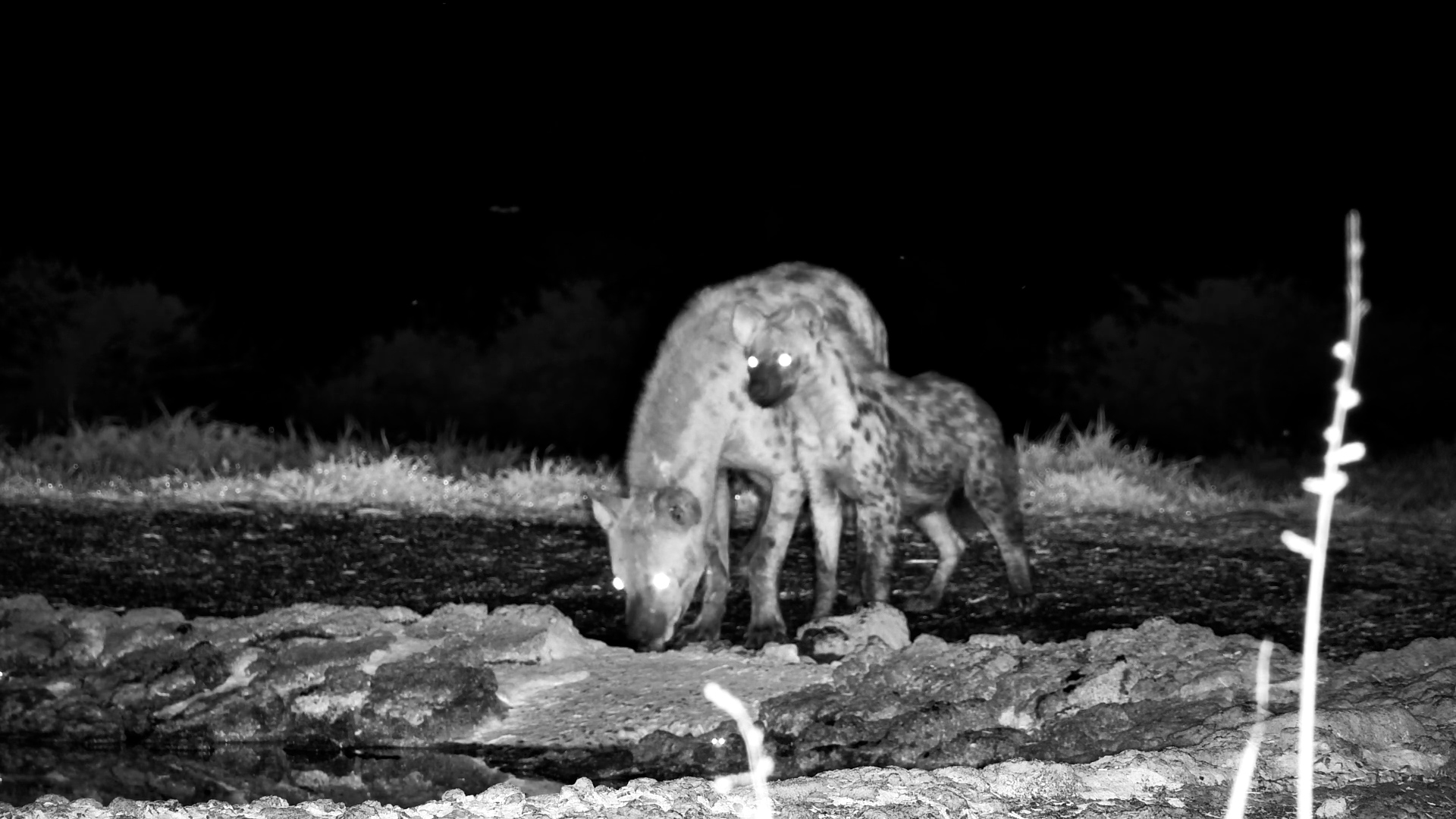 Mother and Young Hyena Sip Night Drinks at ol Donyo