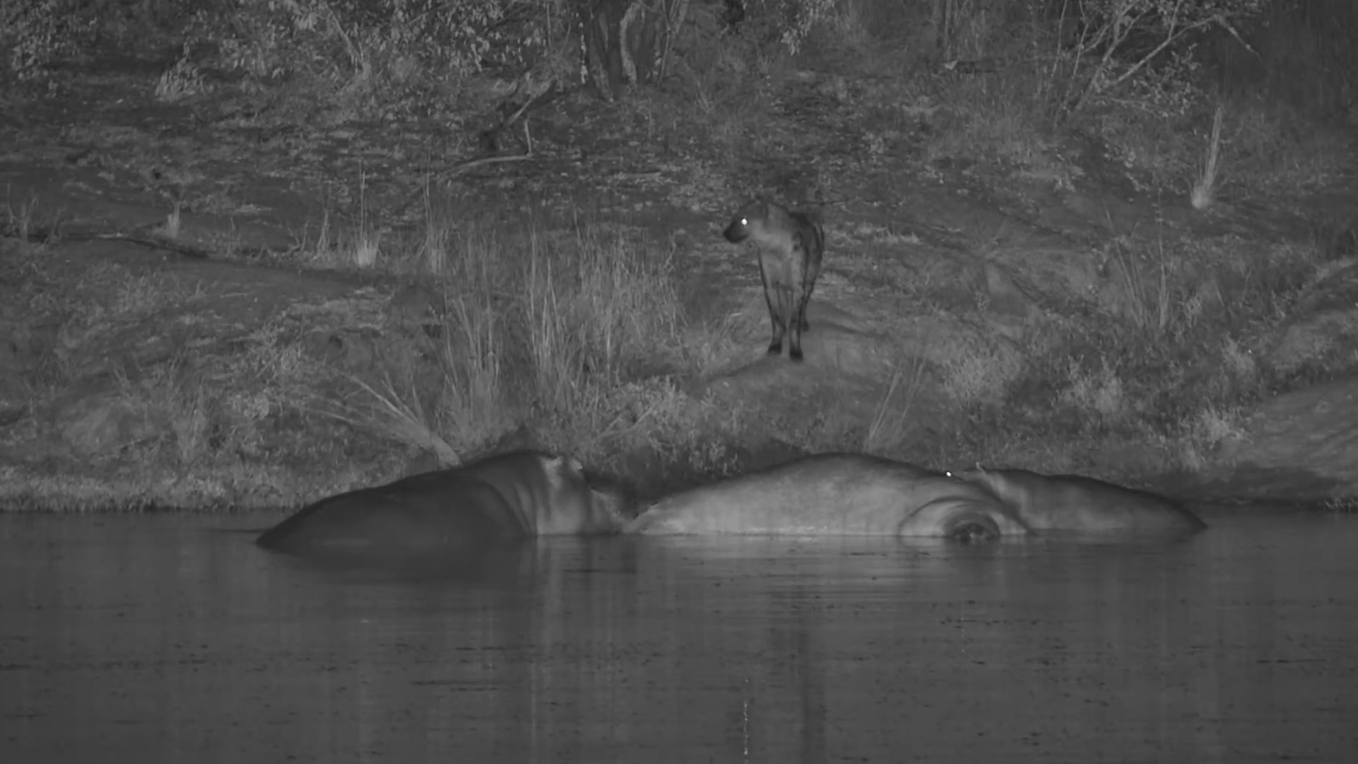 Hyenas Test Their Luck Around a Hippo Carcass