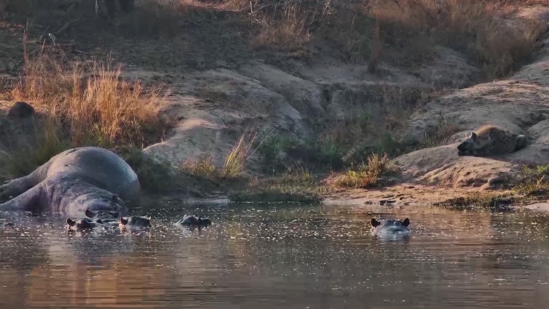 Hyenas Sleep While Hippos Guard Nearby