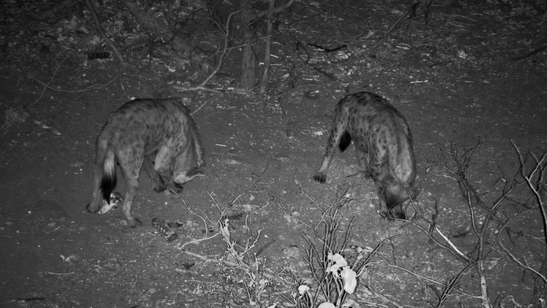 Hyenas on the Hunt for Scraps