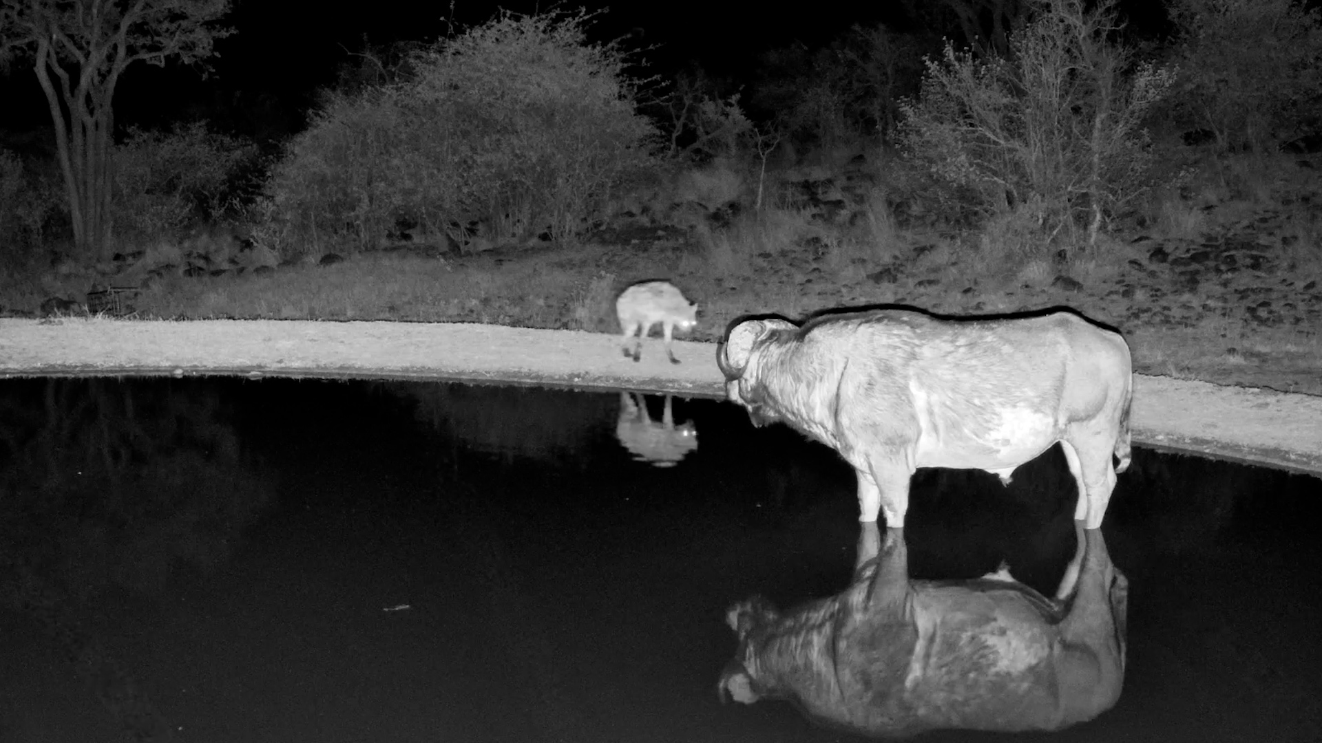 Two Cheeky Hyenas Interrupt a Buffalo’s Quiet Drink