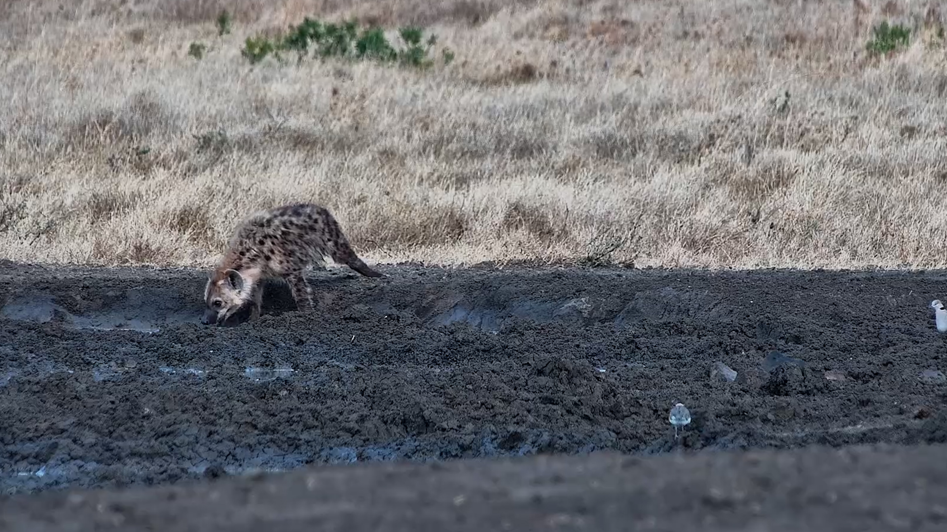 Morning Drinks With the Hyena Crew