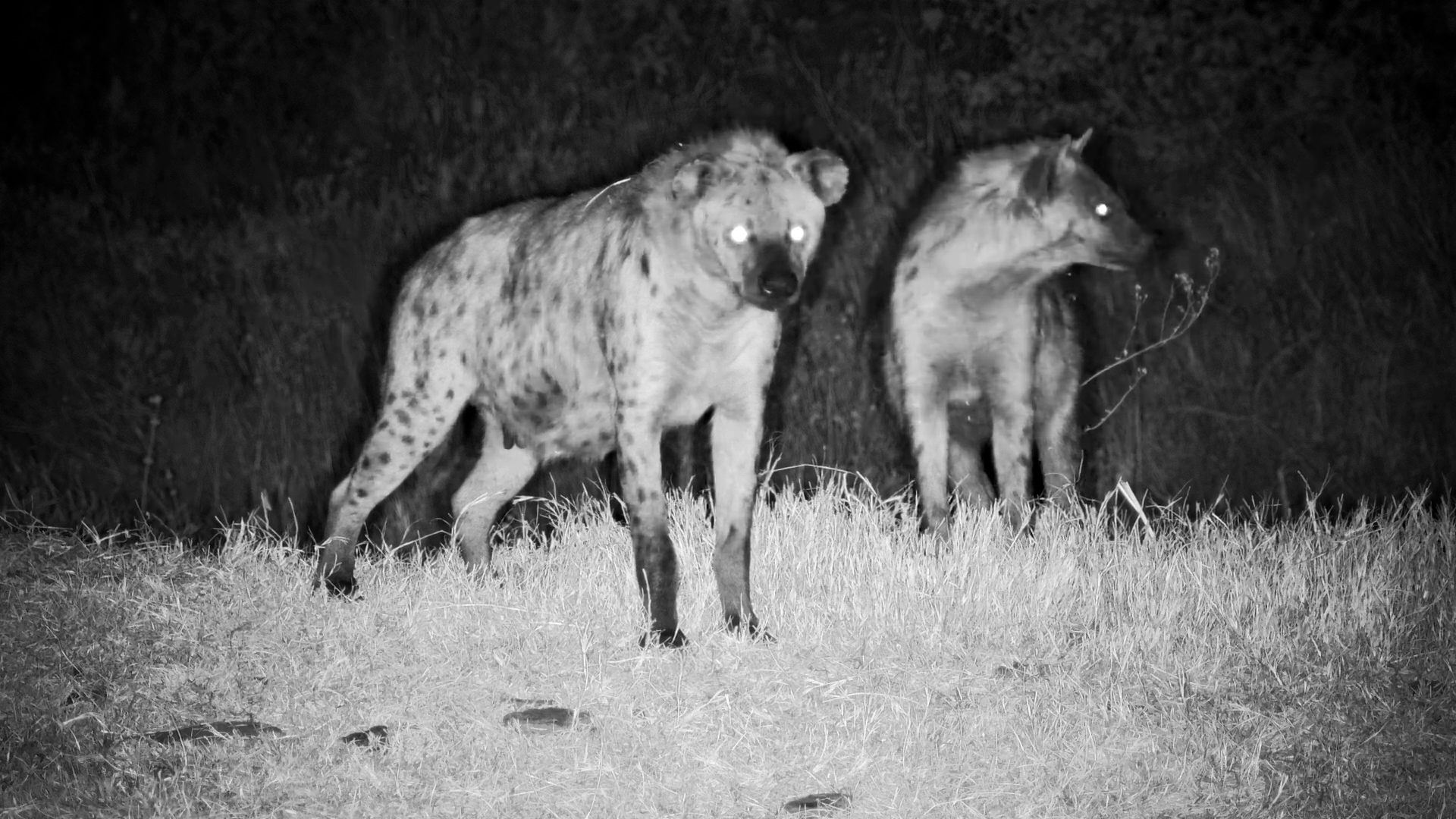 What Was This Hyena Clan Looking For?