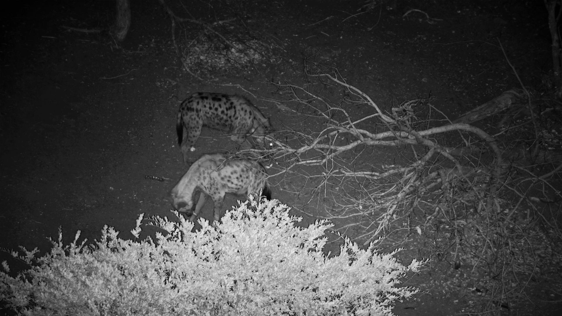 Spotted Hyenas on the Hunt, Searching for Bones!