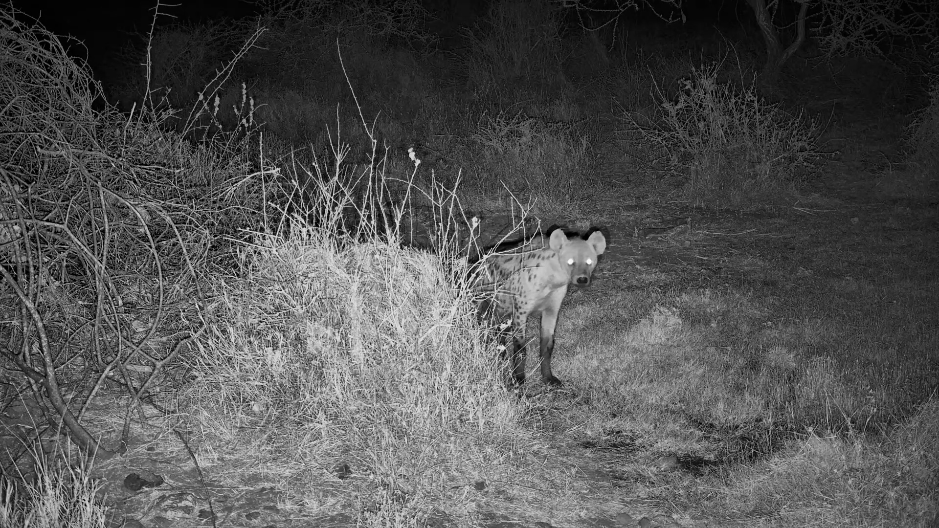 Hyenas on the Hunt | Tortilis Waterhole After Dark