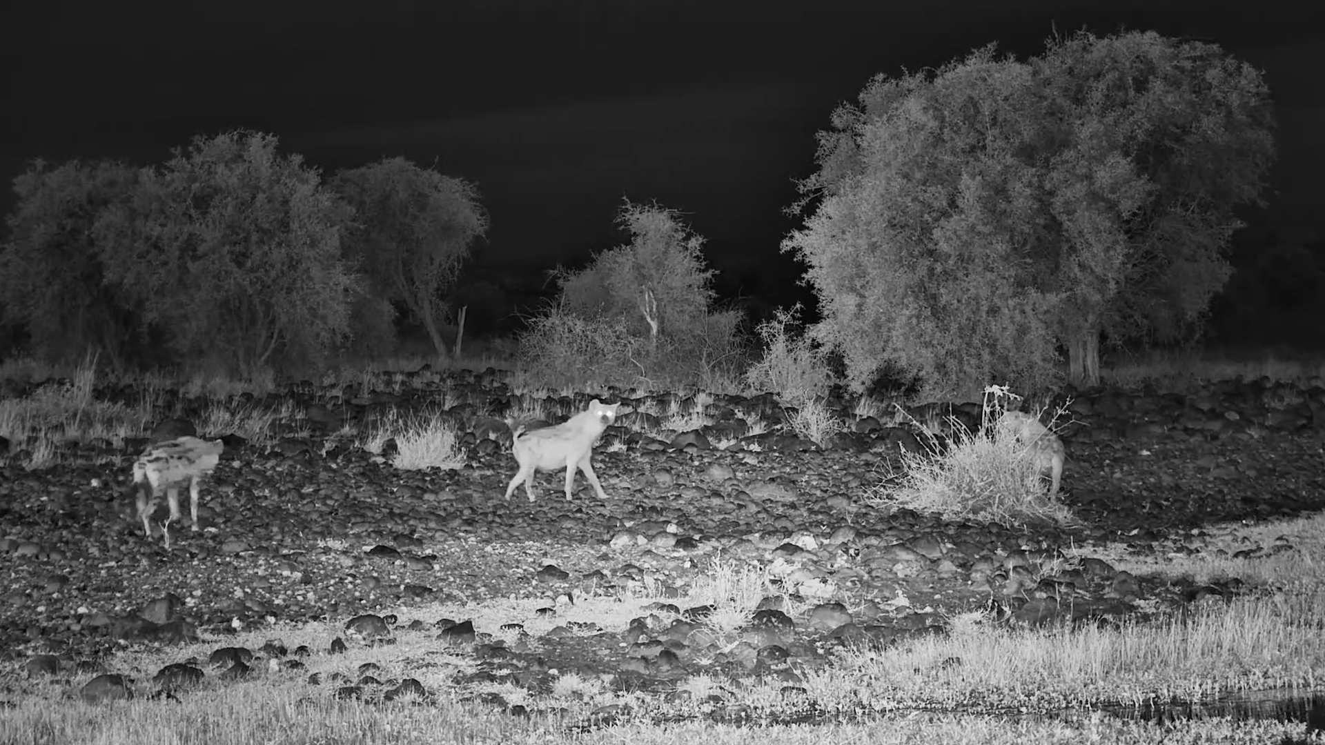 Hyena Clan Patrol at Tortilis