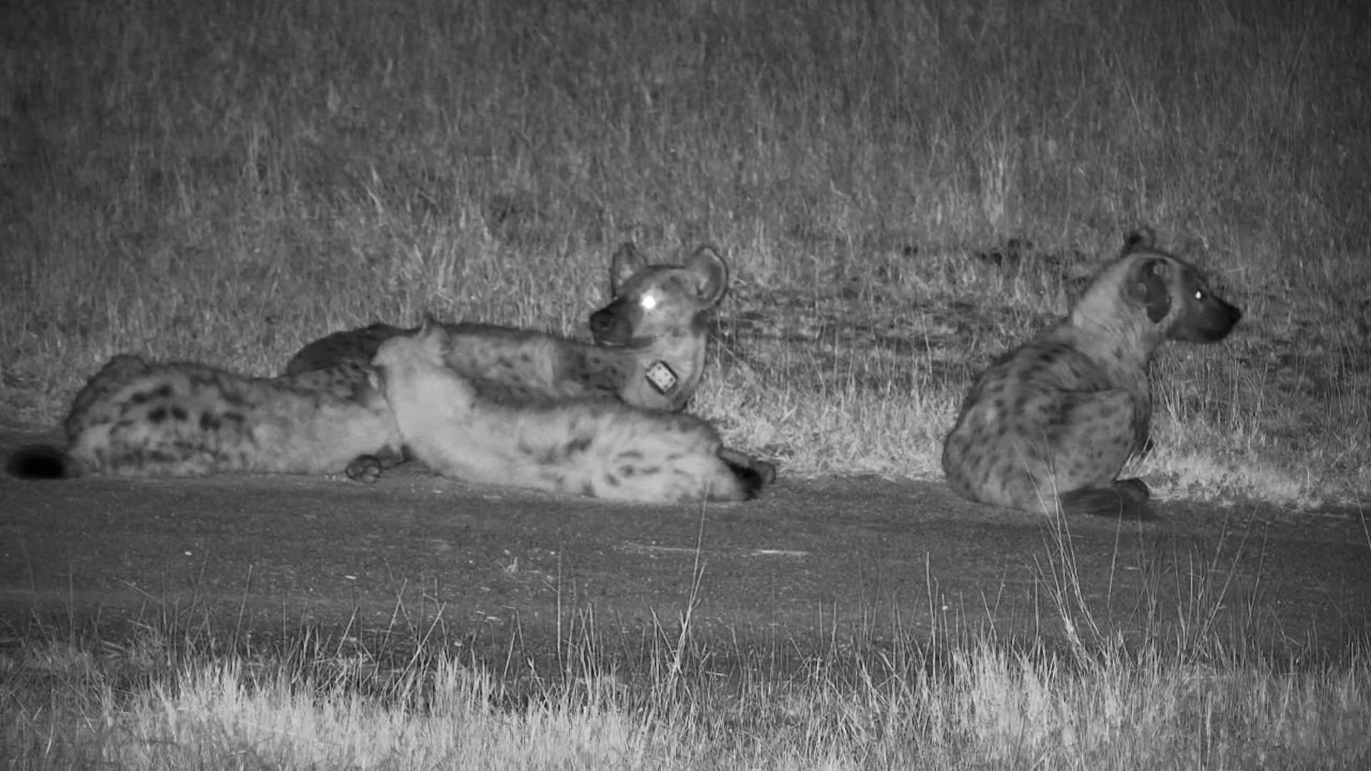 Motherly Moments in the Wild - Hyena Cubs Nursing