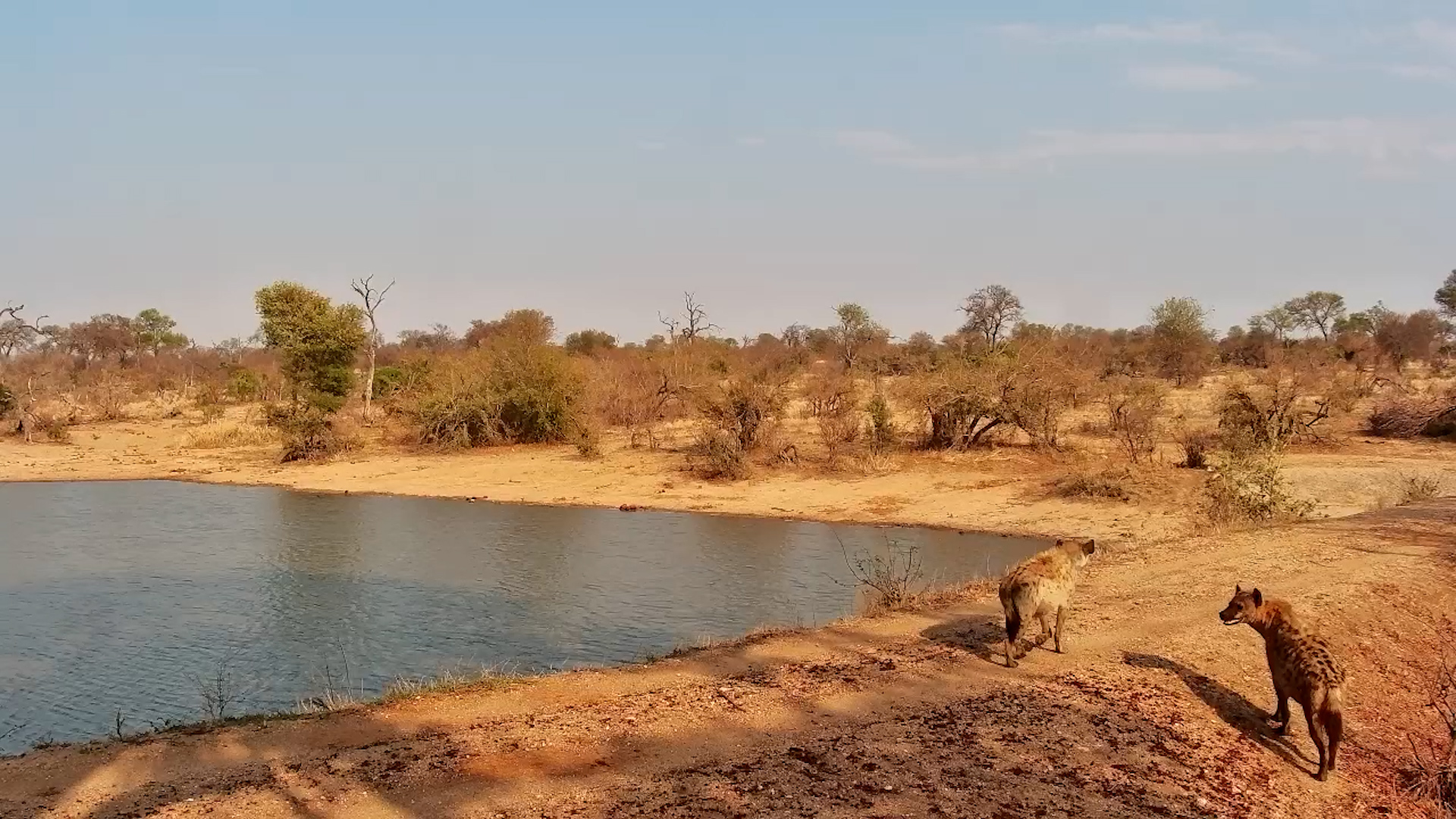 Spotted Hyenas Visit Waterhole in the Day