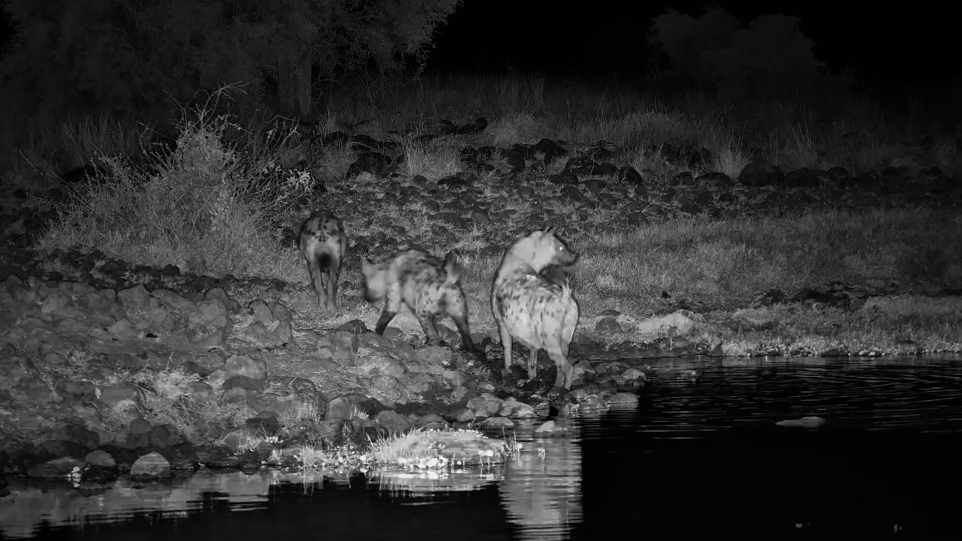 What Did the Hyenas See?