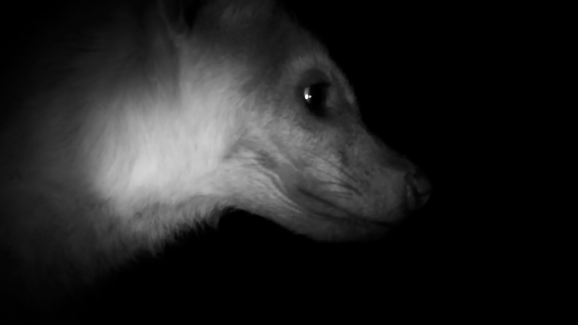 Hyena Curiosity Hits the Lens