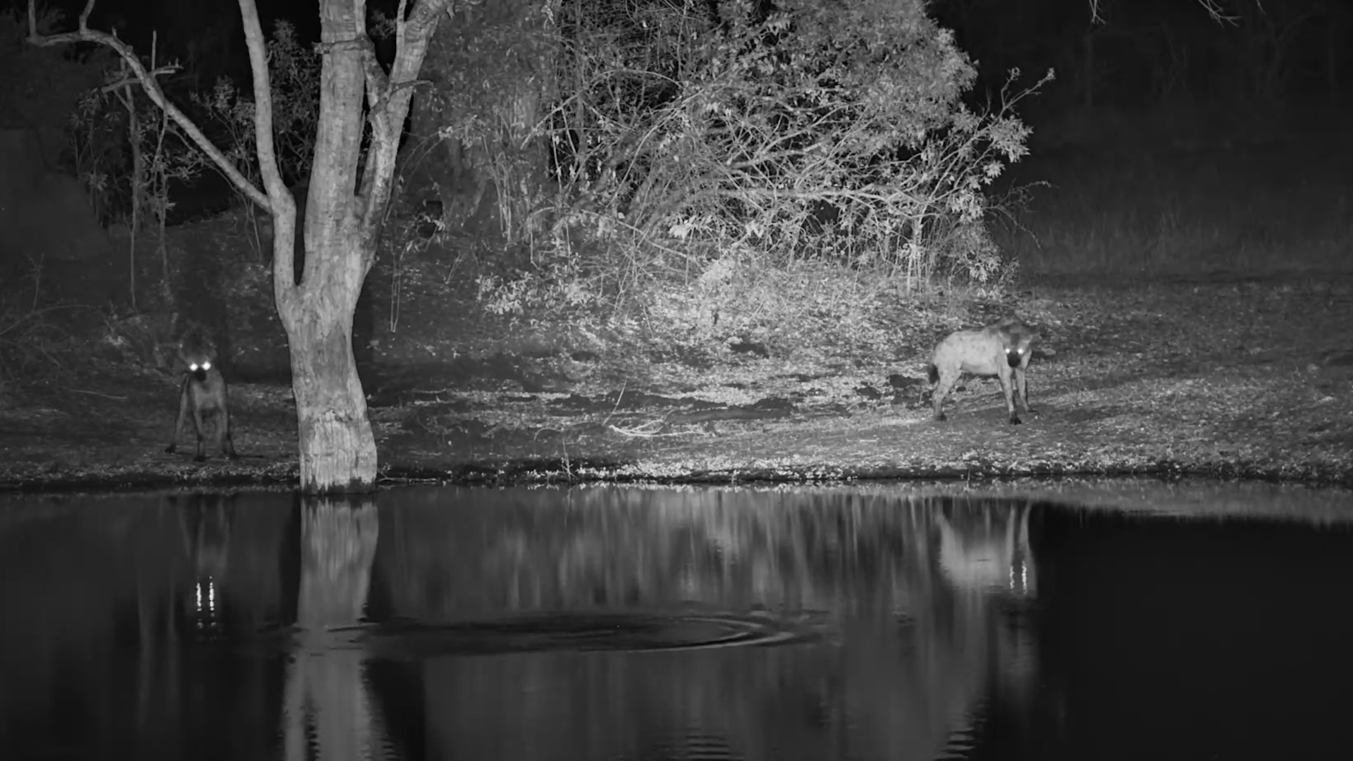 Two Spotted Hyenas Explore Roy’s Dam at Night