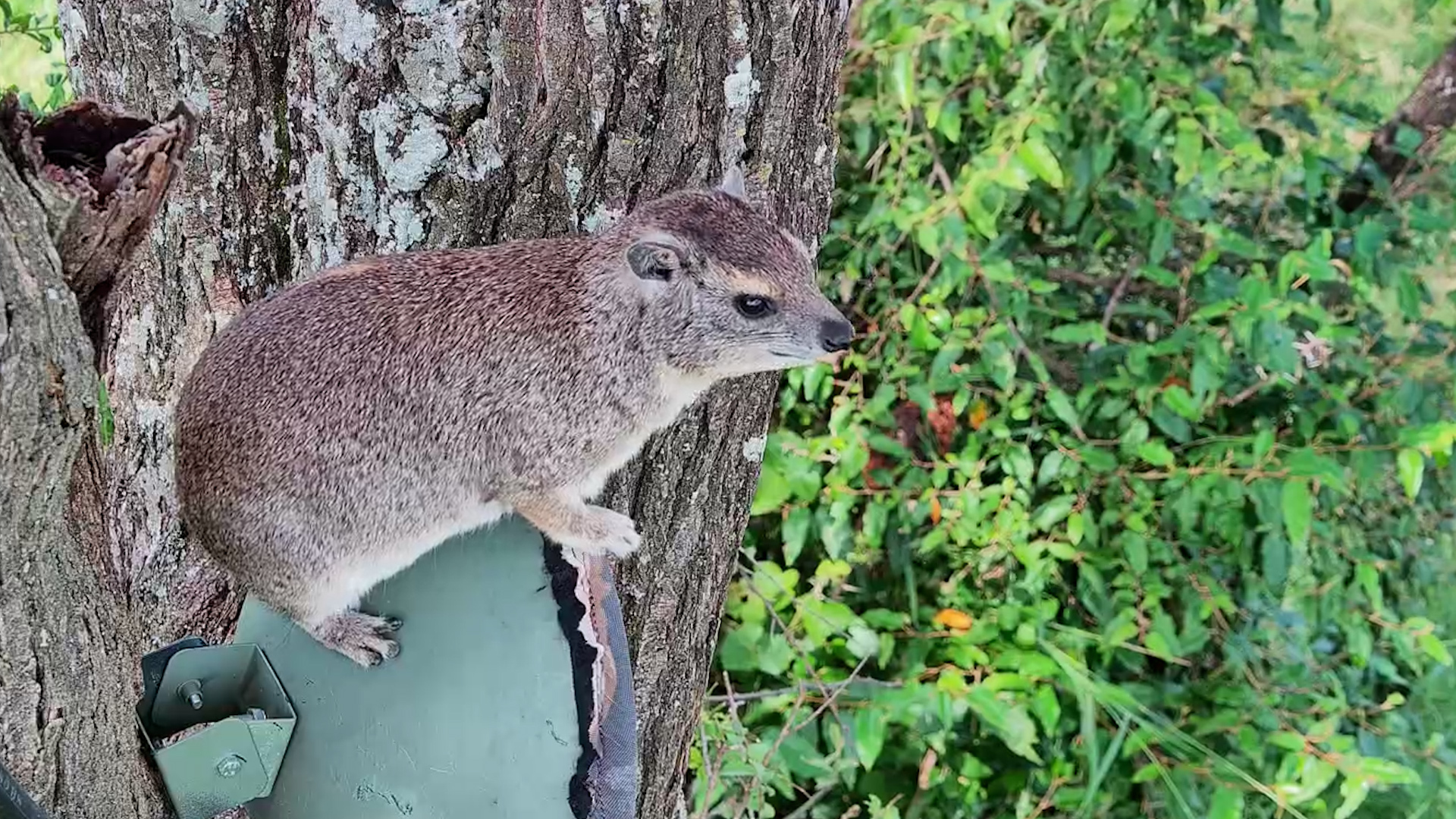 A Bush Hyrax Took Over the Africam Microphone