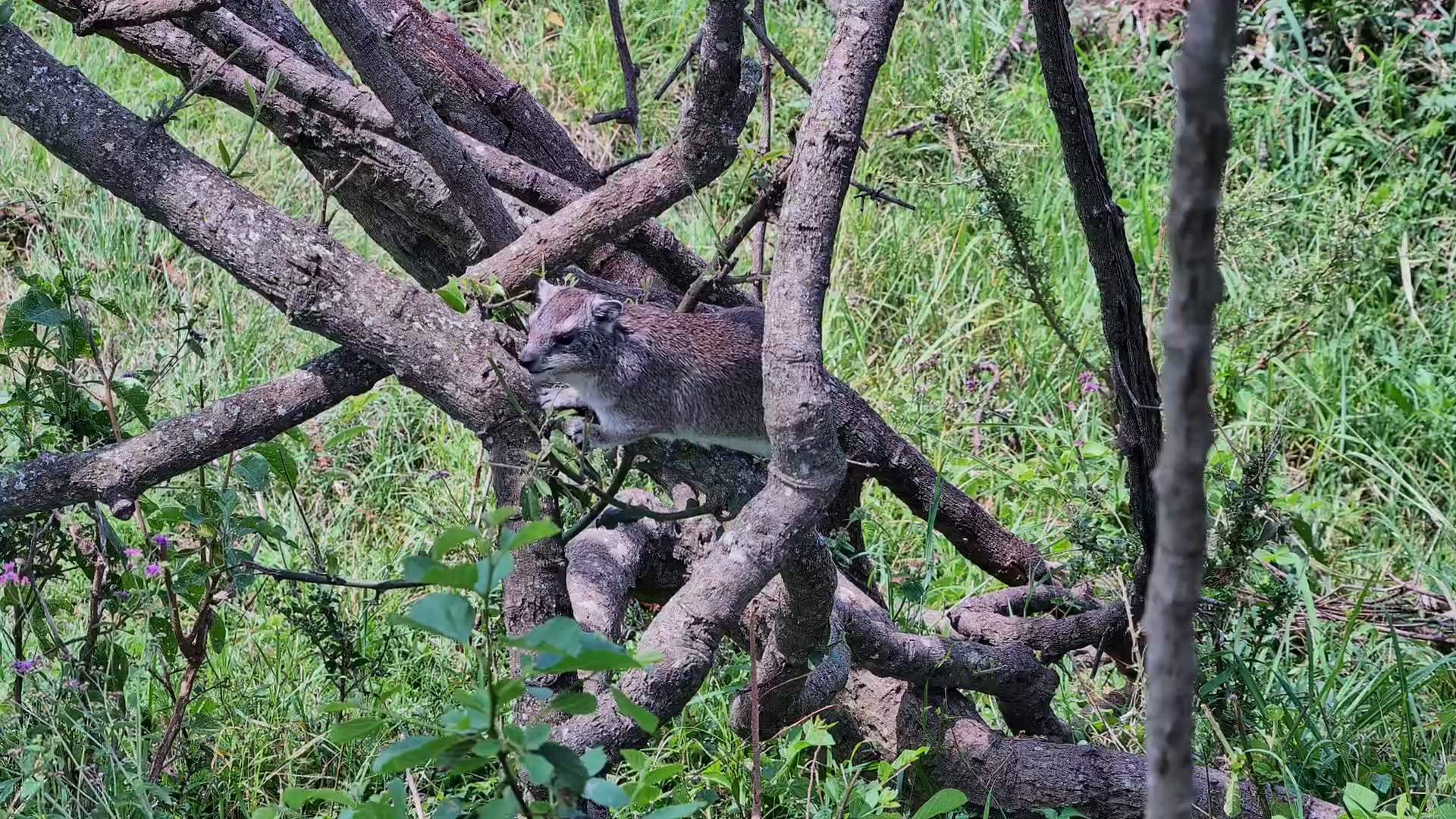 Meet the Bush Hyrax: The Small Animal Related to Elephants
