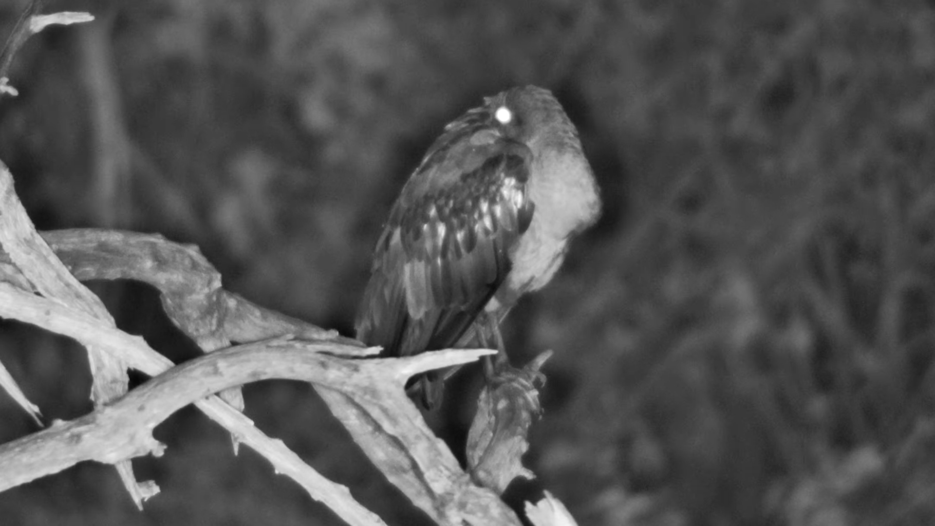 Hadeda Ibis Finally Drifts Off