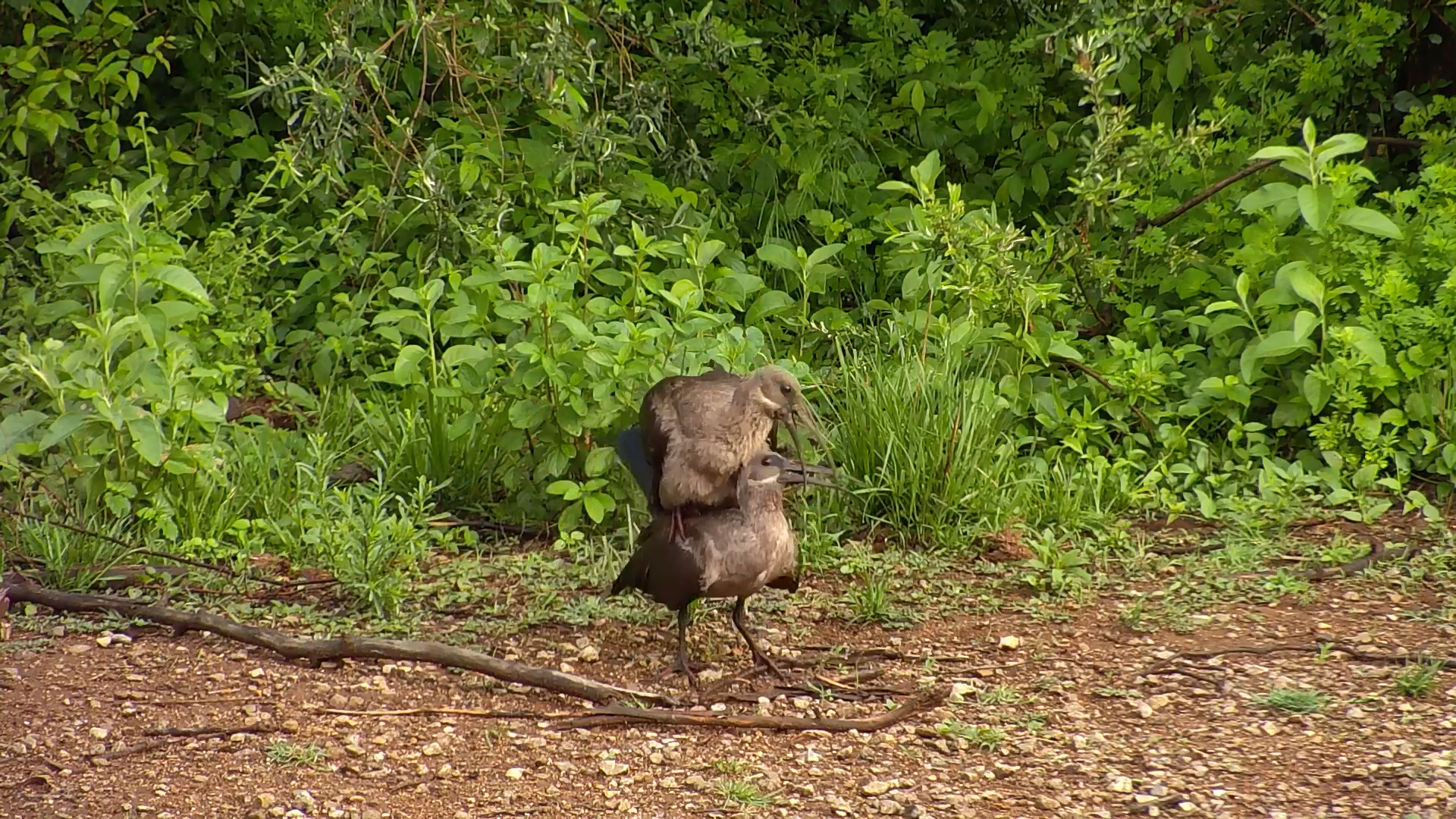 Hadeda Ibis Romance at the Waterhole