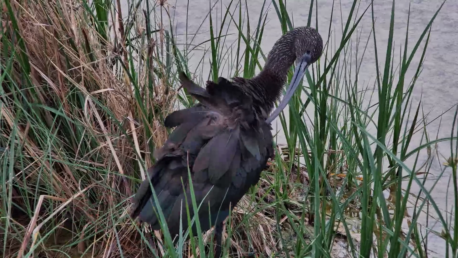 Glossy Ibis Preens at Jack’s Camp