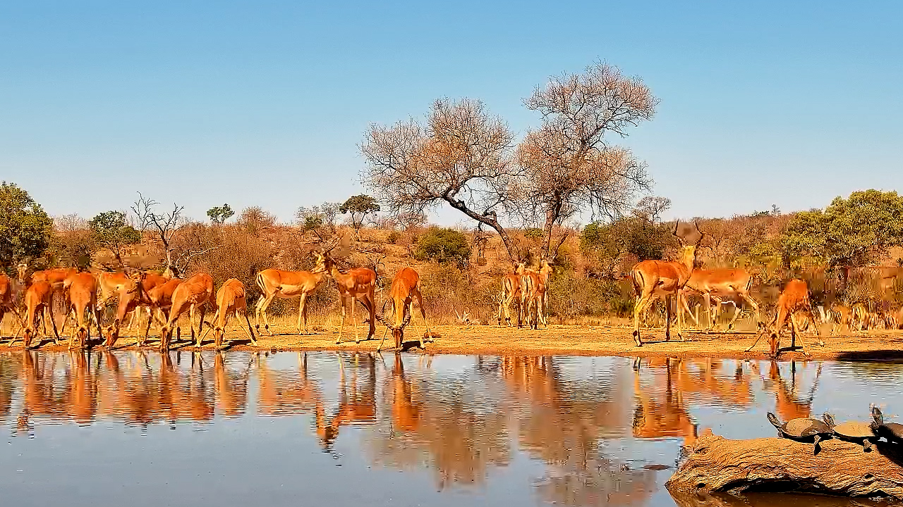 Impala, Kudu, Terrapins & Nyala Gather at Kings Camp Waterhole