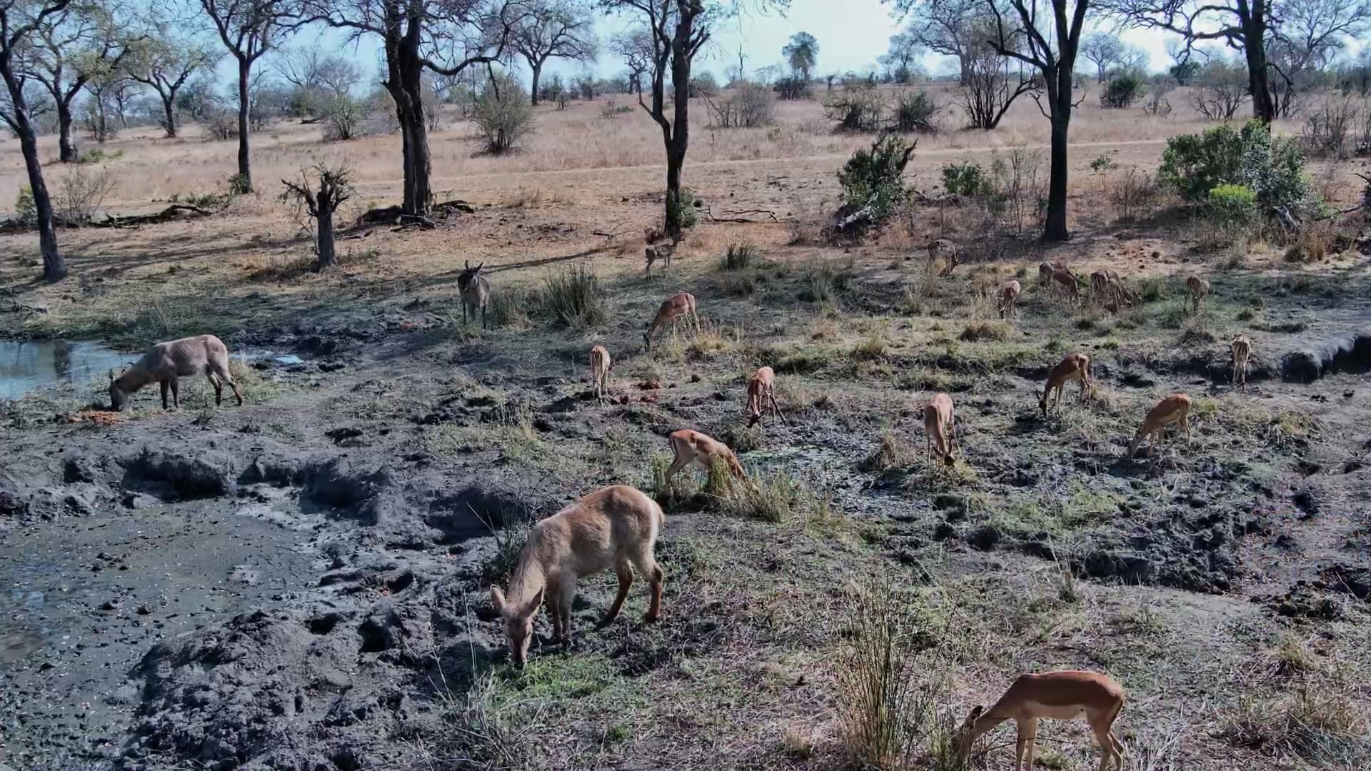 Tranquil Morning: Waterbuck and Impala Feeding Togethe