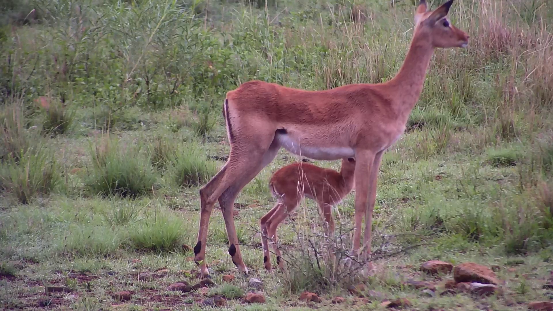Tiny Impala Lamb Nurses at Kwa Maritane