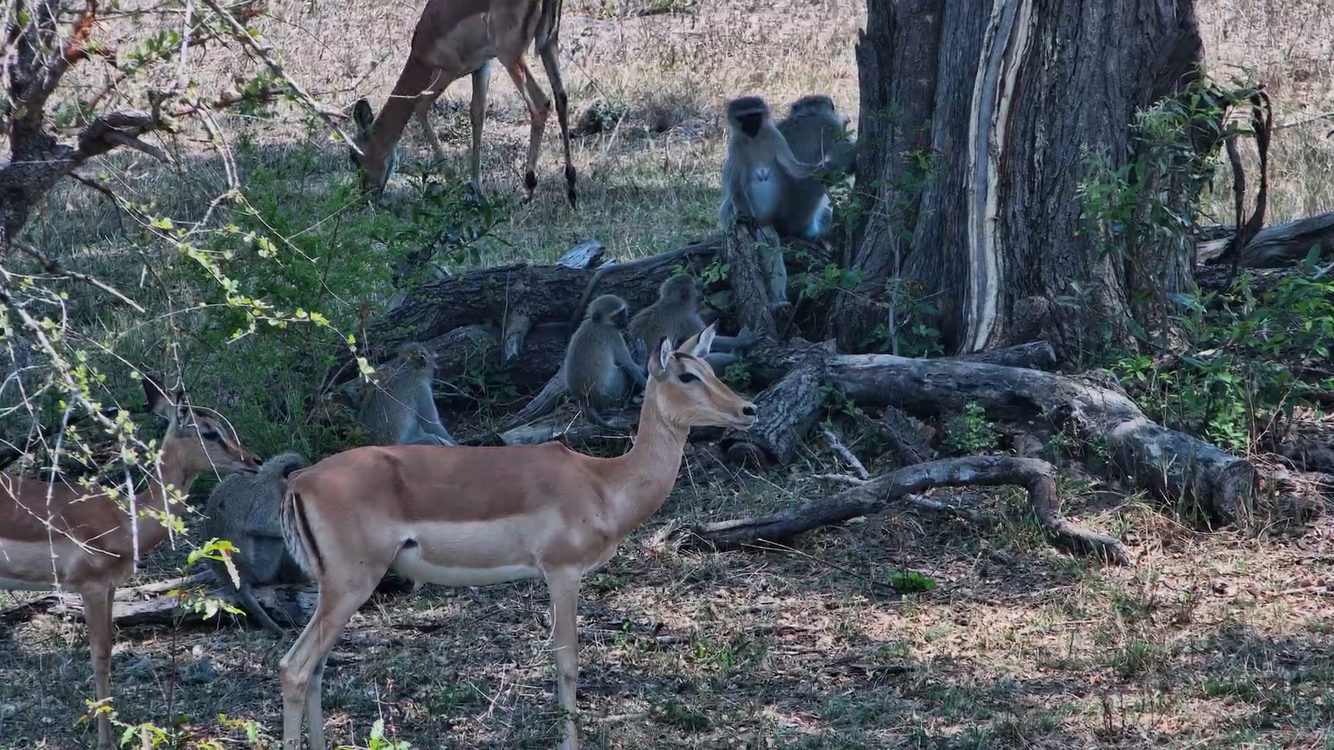 Impala and Monkeys Enjoy Shade at Roy’s Dam