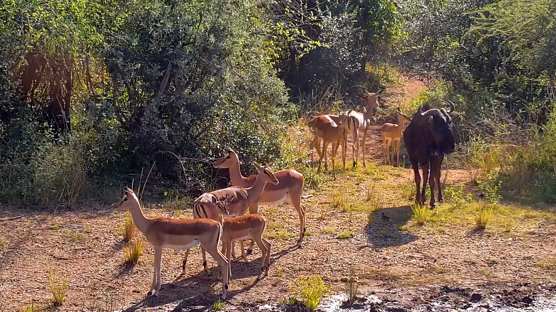 Impalas and Wildebeest Gather at Kwa Maritane