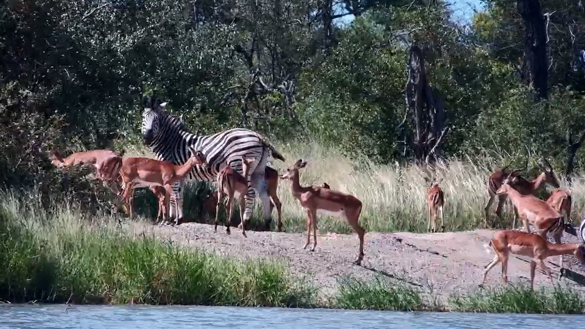 Zebras & Impala Share an Afternoon Drink at Simbavati