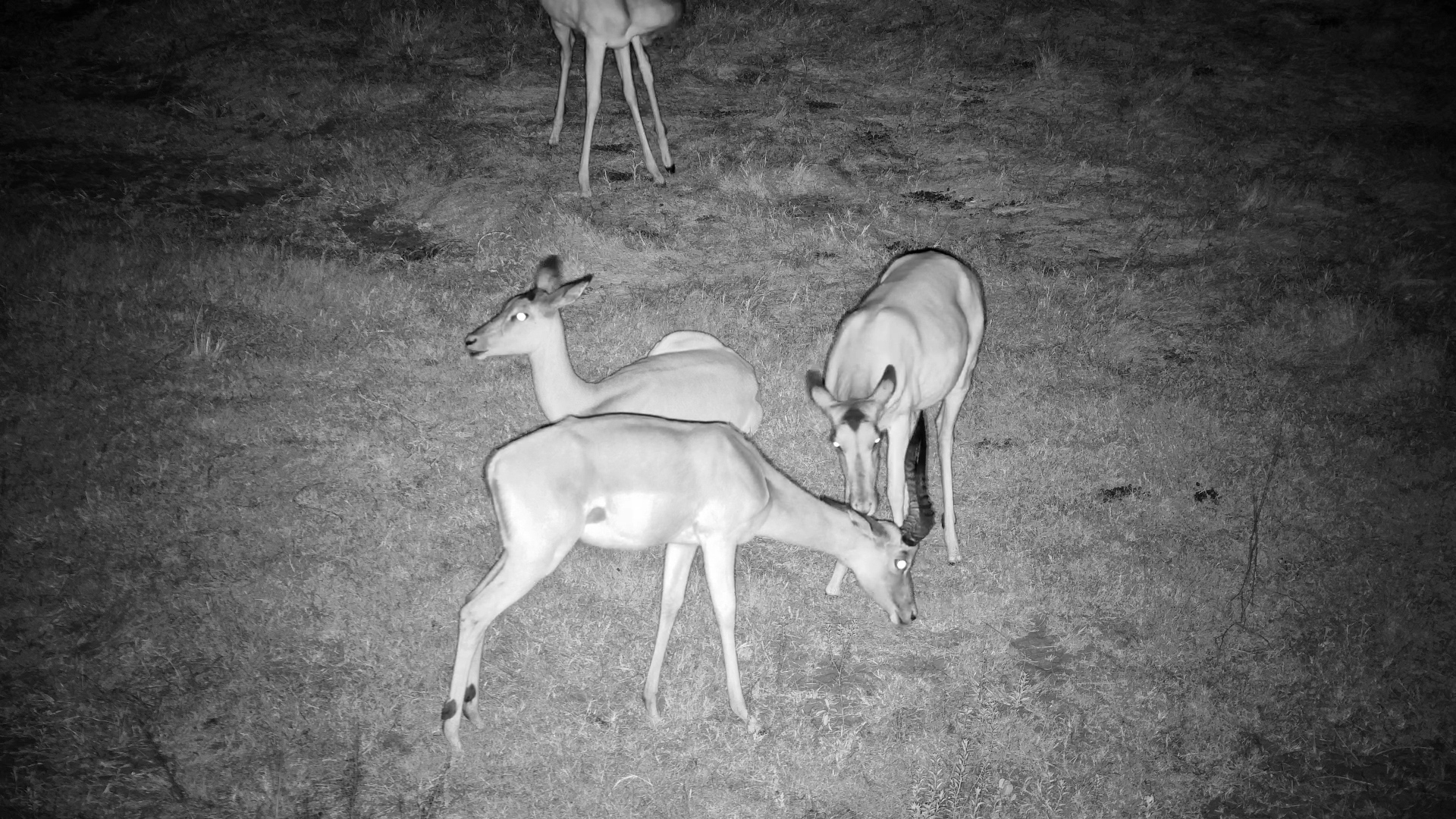 Affection in the Wild: Impala Grooming Under Moonlight